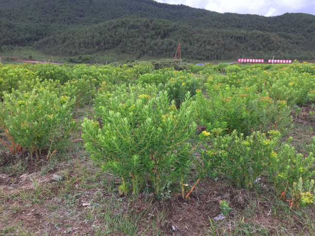 暑假云南旅游攻略8天,海南暑期云南旅游费用