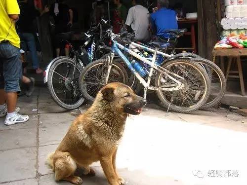 狗肉节引发风波全集,狗肉节引发的风波完整版广东卫视