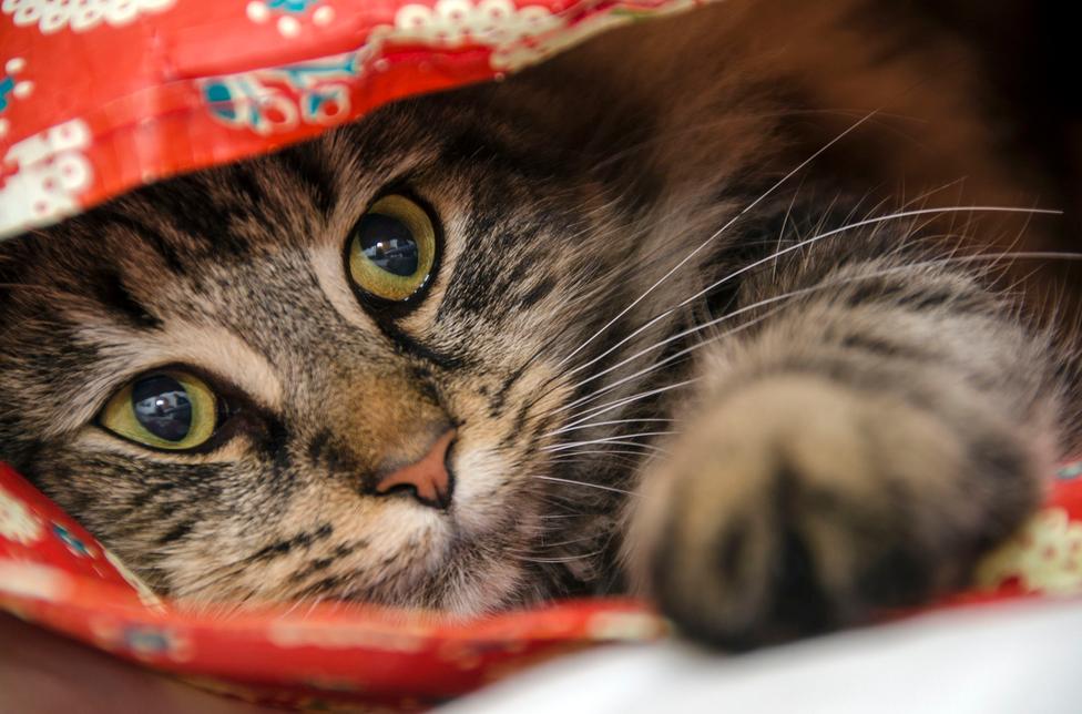 猫咪大便带血精神好胃口好,猫咪大便带血什么原因