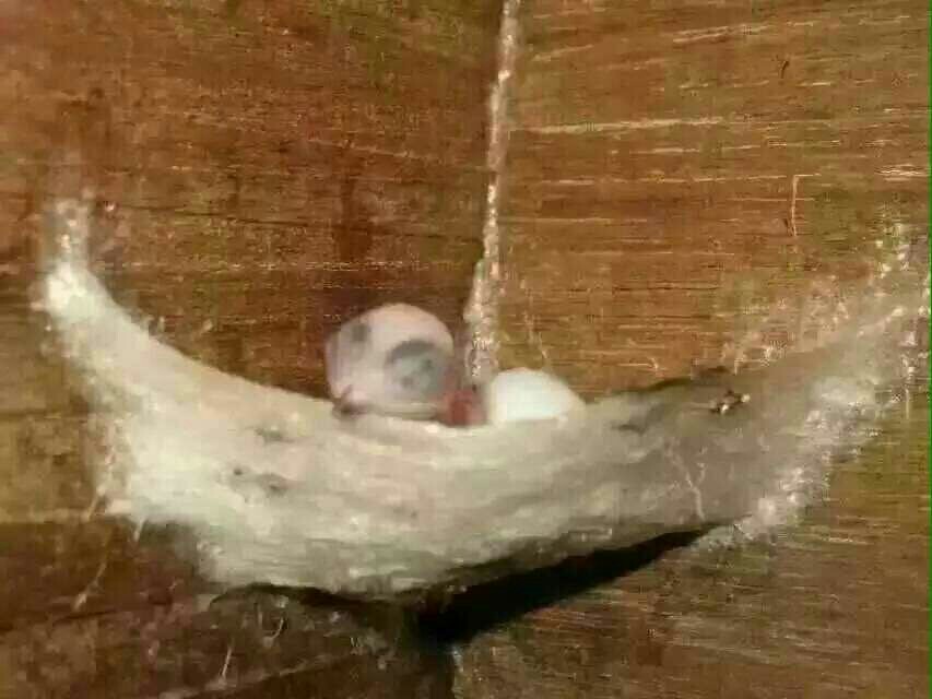 燕窝是怎么形成的原视频,金丝燕燕窝形成过程