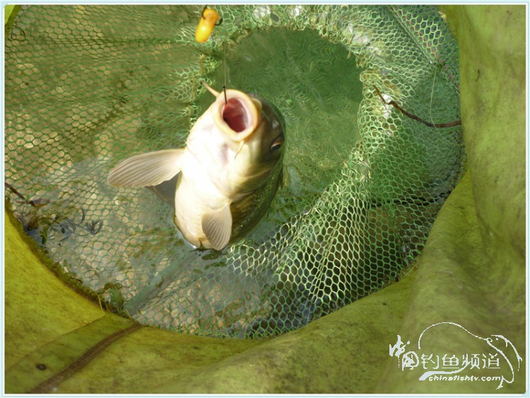 游钓中国丹江口市之行,游钓丹江300天