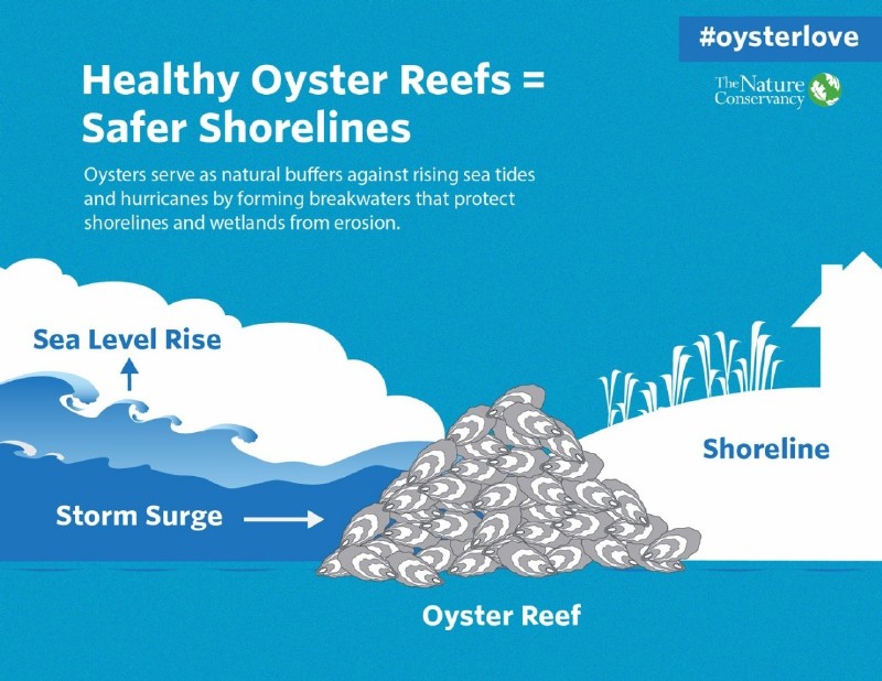 海蛎子的秘密,牡蛎的趣闻科普