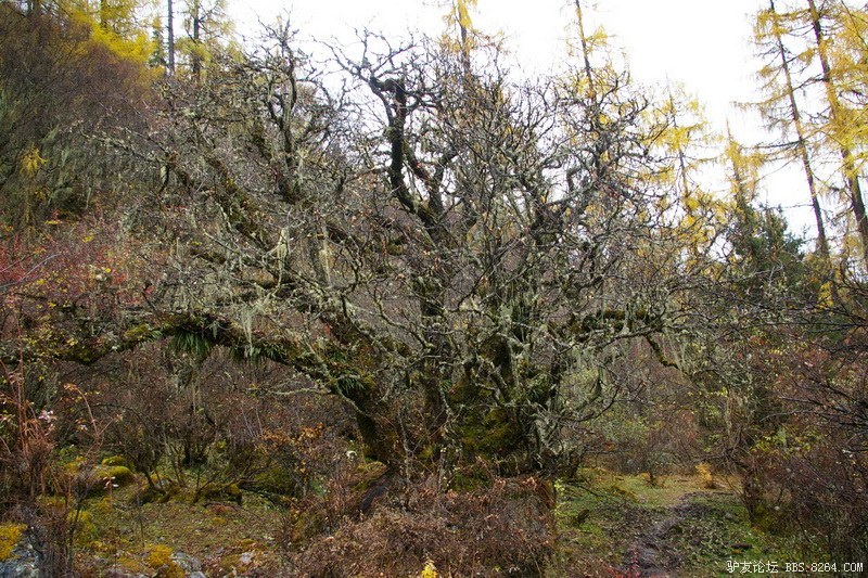 古道，细雨，暮雪-我的长坪沟半截秋色之旅