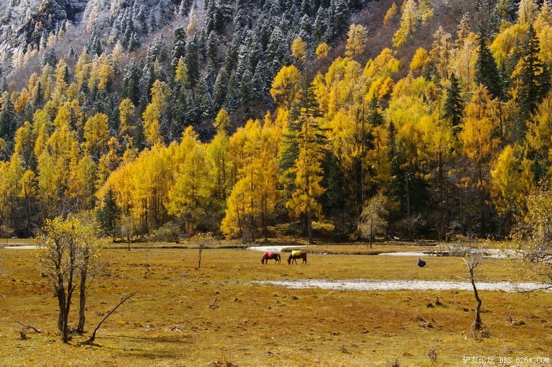 古道，细雨，暮雪-我的长坪沟半截秋色之旅