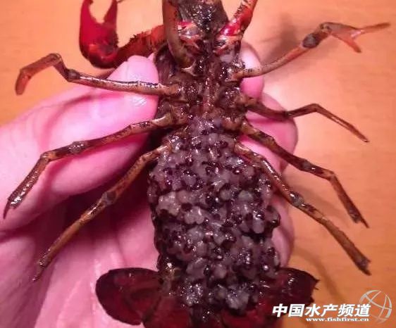 小龙虾卵孵化需要什么条件,户外成哥小龙虾孵化