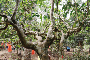 澜沧古茶普洱茶官网价格,2021澜沧古茶500g普洱茶官网价格