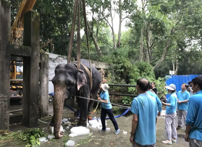 阿拉看环境|还记得记忆中的西郊公园吗?