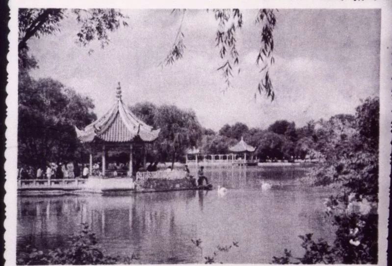 阿拉看环境|还记得记忆中的西郊公园吗?