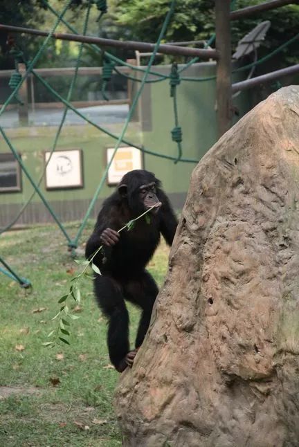 阿拉看环境|还记得记忆中的西郊公园吗?