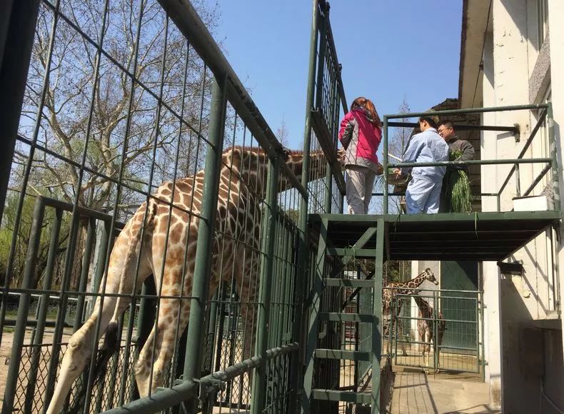 阿拉看环境｜还记得记忆中的西郊公园吗？