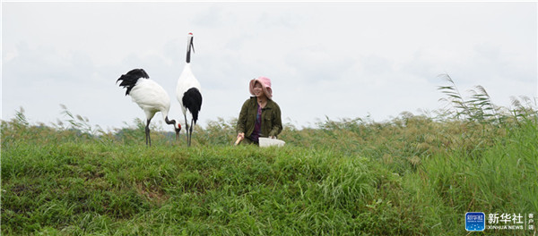 三代人与一群鹤的生死相守,一家人与一群鹤生活