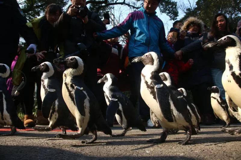 阿拉看环境|还记得记忆中的西郊公园吗?
