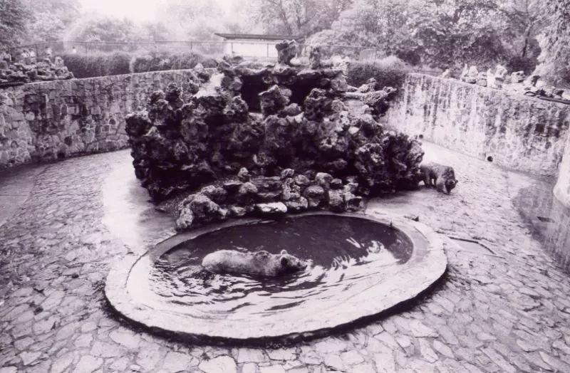 阿拉看环境|还记得记忆中的西郊公园吗?