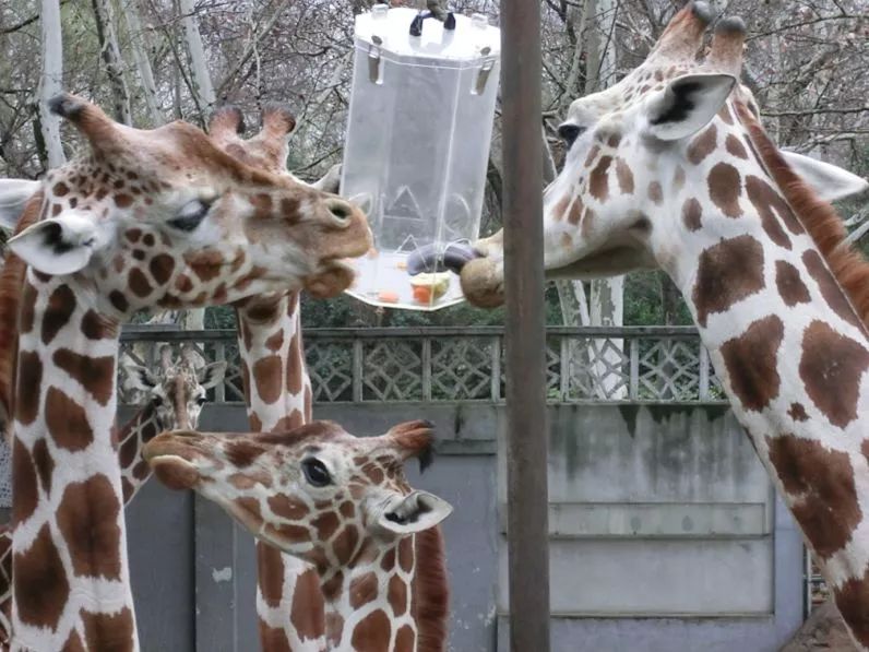 阿拉看环境|还记得记忆中的西郊公园吗?