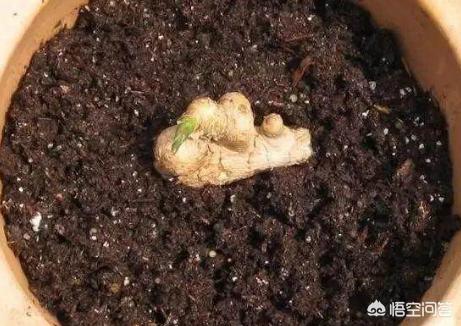 种生姜盆栽营养土配方,生姜盆栽方法用沙土鸡蛋壳可以吗