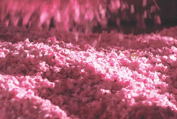 蔷薇月季和玫瑰的区别,月季跟蔷薇跟玫瑰有什么区别