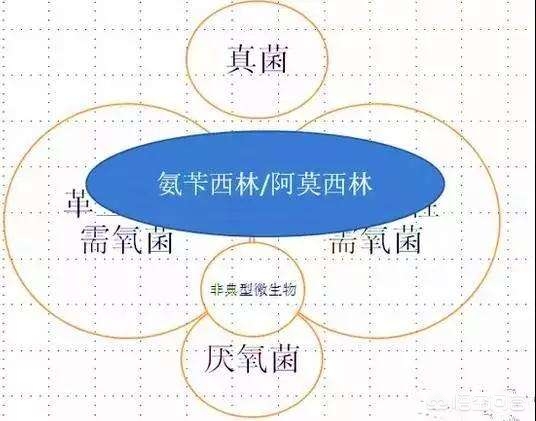阿莫西林是不是抗菌药物,阿莫西林算是止痛药吗
