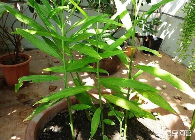 种生姜盆栽营养土配方,生姜盆栽方法用沙土鸡蛋壳可以吗