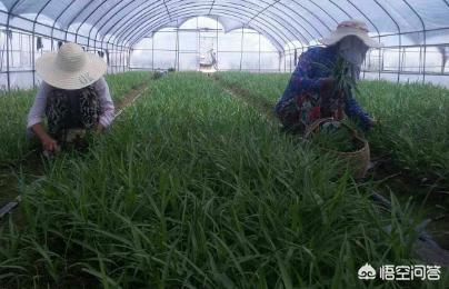 2023紫花白芨种苗批发价多少一棵,白芨种苗多少钱一亩