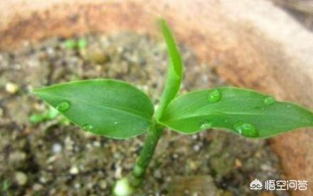 种生姜盆栽营养土配方,生姜盆栽方法用沙土鸡蛋壳可以吗
