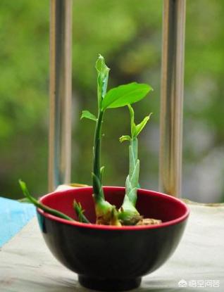 种生姜盆栽营养土配方,生姜盆栽方法用沙土鸡蛋壳可以吗
