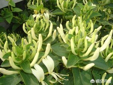 藤蔓金银花盆栽种植方法,四季藤蔓金银花盆栽种植方法