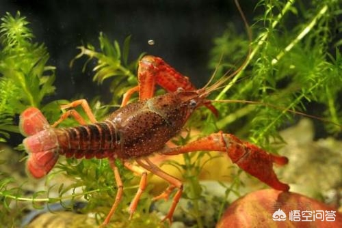 没接触过水产养殖的人如何养小龙虾?