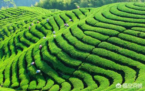 茶叶也能做盆景,家庭种植茶叶盆景