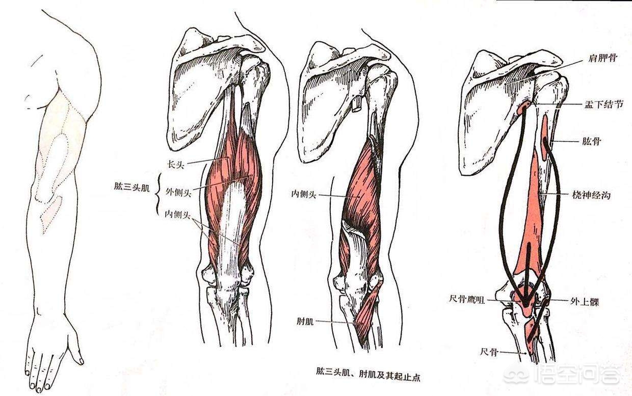 肱三头肌各个头的锻炼方法,卧推肱三头肌三个头哪个着重发力