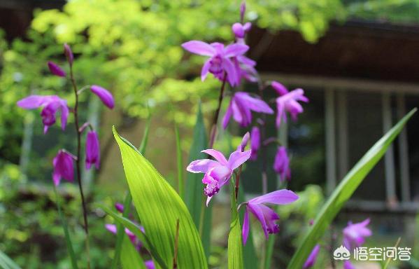 2023紫花白芨种苗批发价多少一棵,白芨种苗多少钱一亩