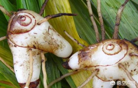 2023紫花白芨种苗批发价多少一棵,白芨种苗多少钱一亩