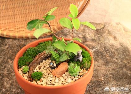 茶叶也能做盆景,家庭种植茶叶盆景