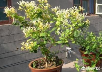 藤蔓金银花盆栽种植方法,四季藤蔓金银花盆栽种植方法