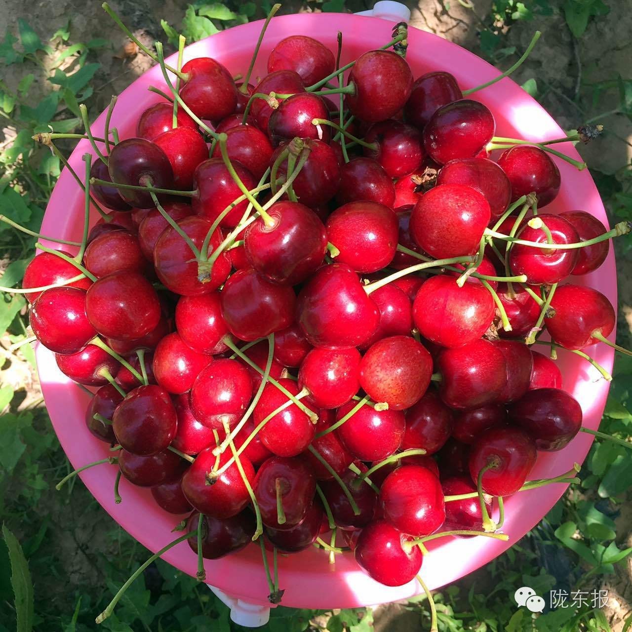 惊呆樱桃红了,美女盛情邀请,你是约呢,约呢,还是约呢!