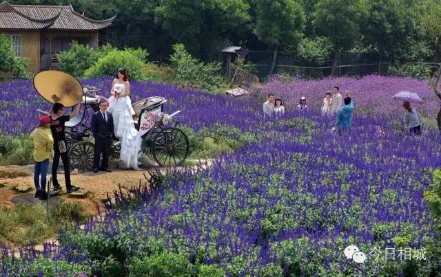 南京婚纱照攻略,苏州婚纱攻略