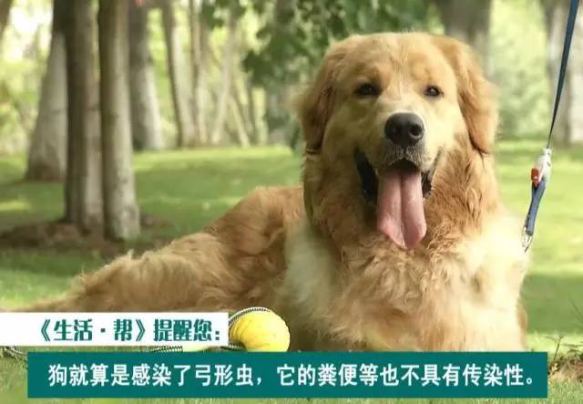 狗狗定期驱虫还会有弓形虫感染吗,养猫猫狗狗会得阴虱吗