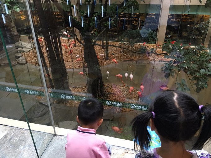 带着迅猛龙去远行之广州篇