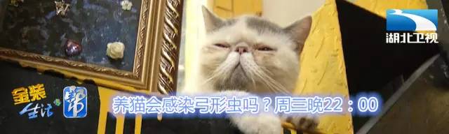 狗狗定期驱虫还会有弓形虫感染吗,养猫猫狗狗会得阴虱吗