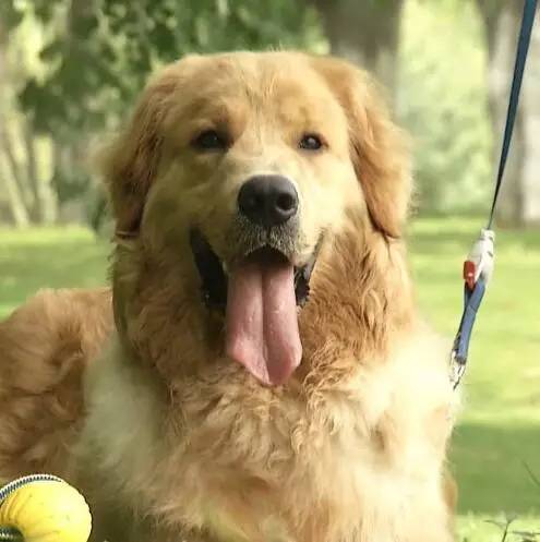 狗狗定期驱虫还会有弓形虫感染吗,养猫猫狗狗会得阴虱吗