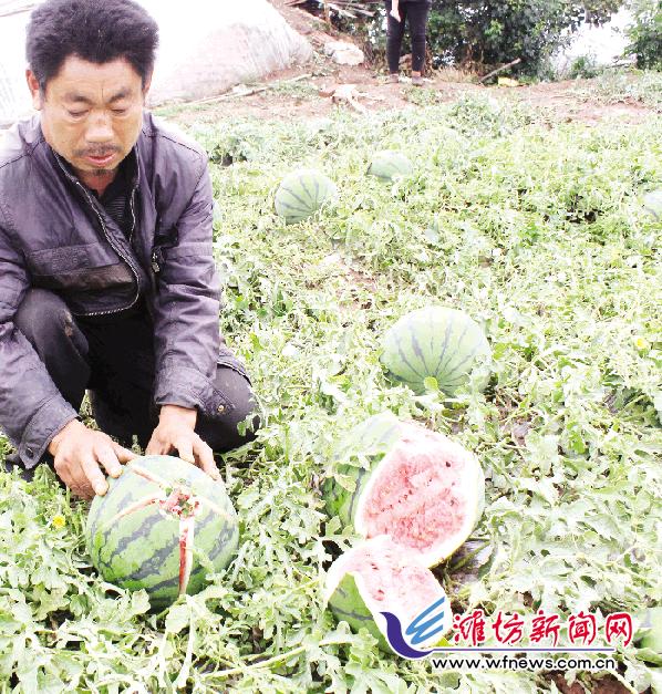 大棚西瓜下几天雨裂瓜怎么回事,西瓜棚受灾