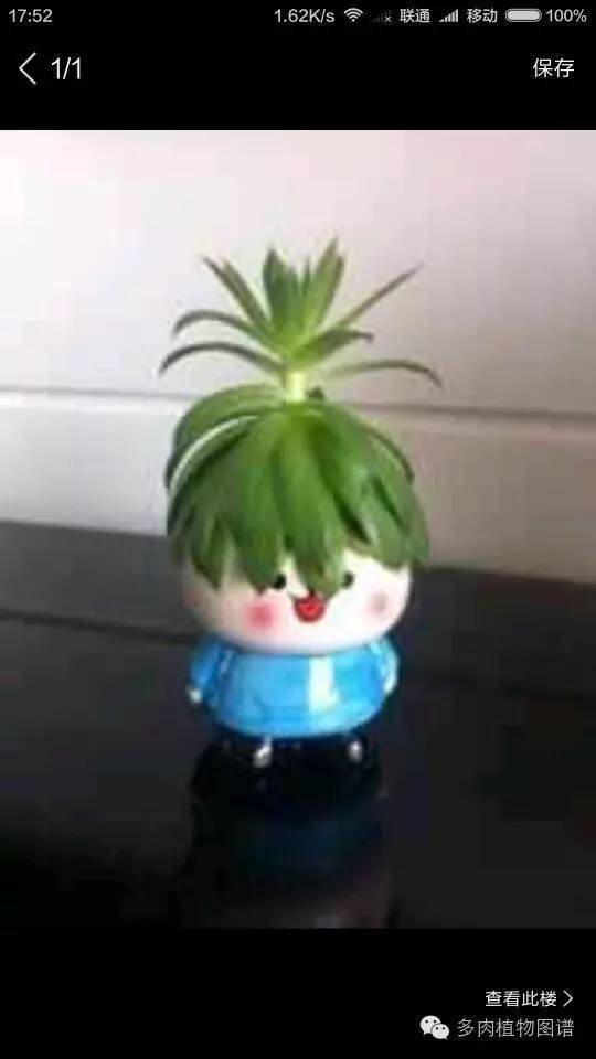 观音莲穿裙子是什么意思,观音莲穿裙子了怎么办