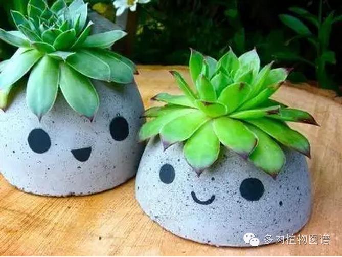 观音莲穿裙子是什么意思,观音莲穿裙子了怎么办