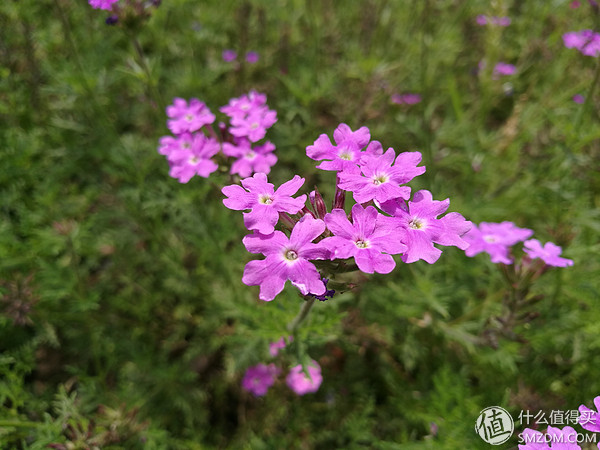 荣耀v8pro摄像头评测,感受v8