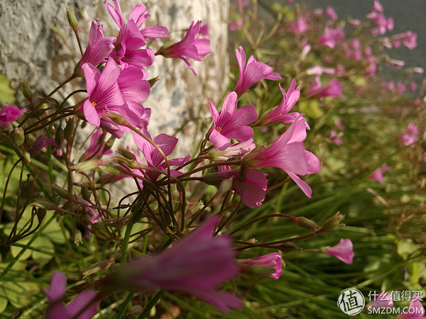 荣耀v8pro摄像头评测,感受v8