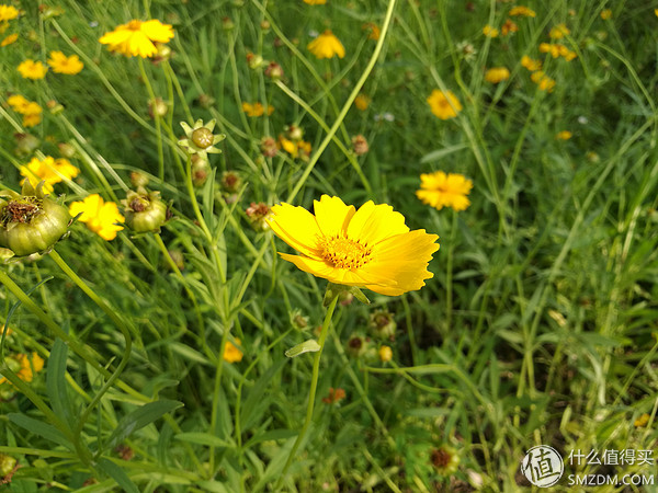 荣耀v8pro摄像头评测,感受v8