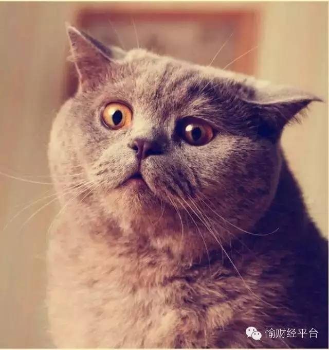 空姐吐槽航空餐难吃,女空姐吐槽飞机餐难吃