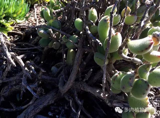 多肉居然能这么美,10种公认最好养爆盆的多肉