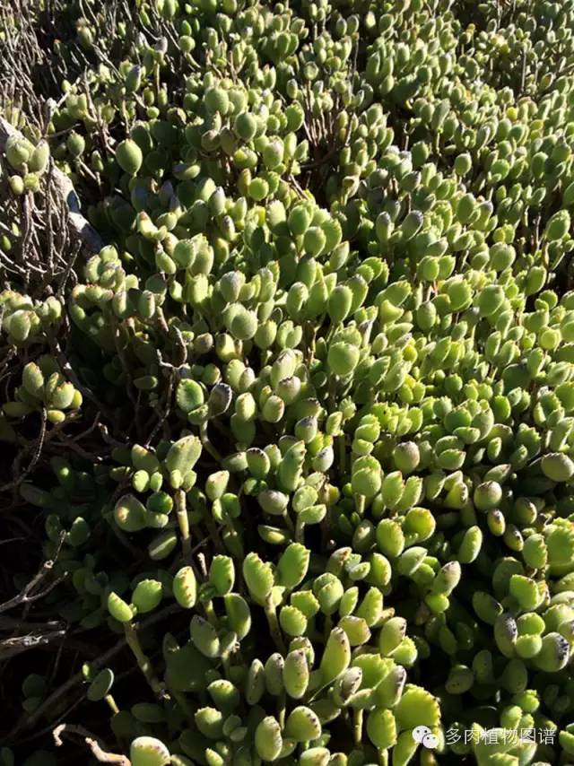 多肉居然能这么美,10种公认最好养爆盆的多肉