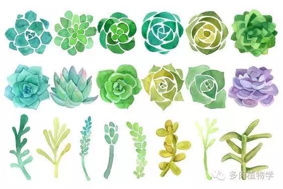 多肉已中毒视频,多肉中毒