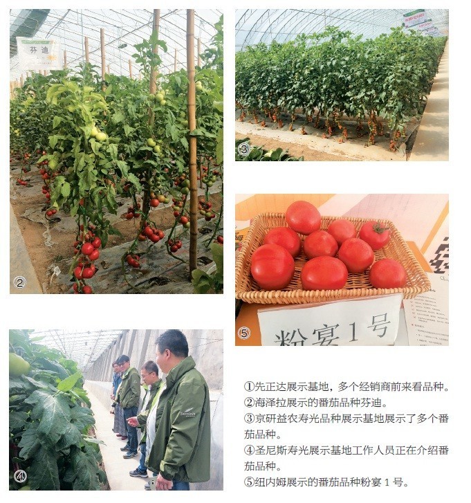 回到沙沙甜甜的味道!三十年番茄品种变迁史